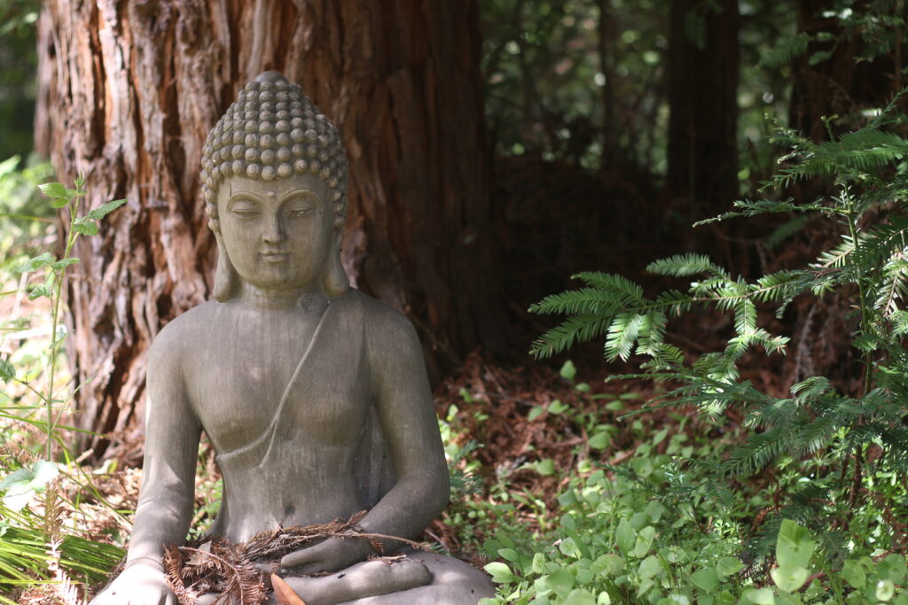 Buddha in the IRC Woods